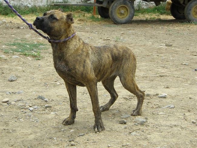 Интересные факты об аланской боевой собаке
